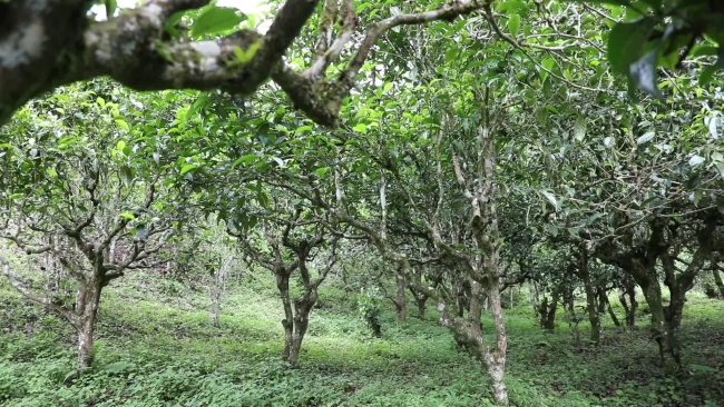 农夫山泉捐厂一周年，景东茶农增收、茶产业升级提档